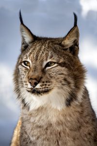 Foto di una lince