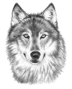 disegno di un lupo