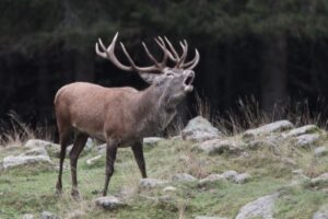 Cervo Bramito