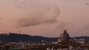 Vista del cielo di Roma con stormi di uccelli