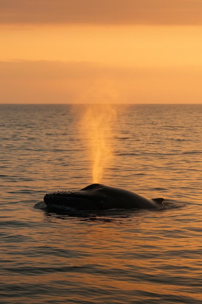 Balena che affiora dall'acqua